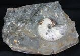 Very Displayable Scaphites Ammonite - South Dakota #38967-1